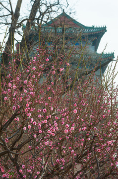 北京东南角楼盛开的梅花