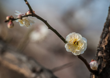 梅花