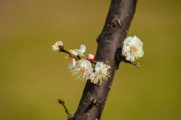 梅花