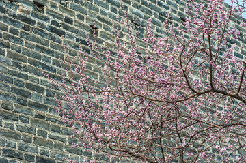 北京老城墙春色