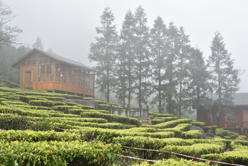 高山茶园