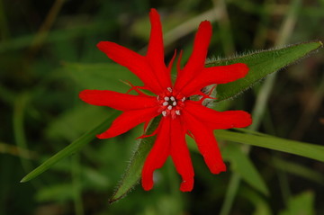 剪秋罗花特写