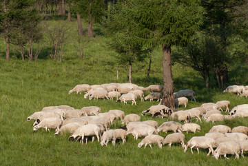 森林边的羊群