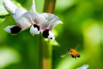 蚕豆花与蜜蜂