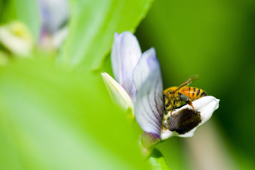 蚕豆花与蜜蜂