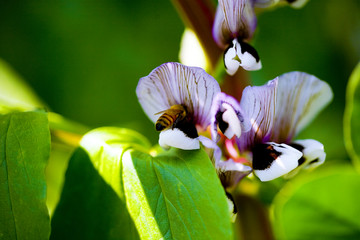 蚕豆花与蜜蜂