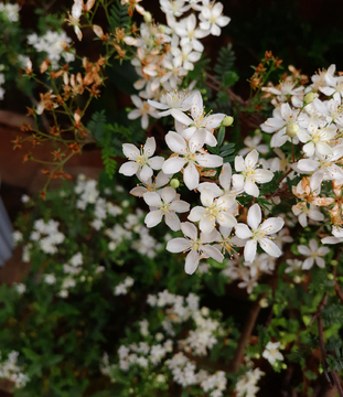 小石积花