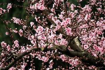 桃花树