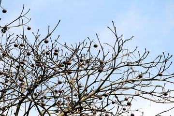 冬天的桐子树