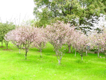 海棠花树