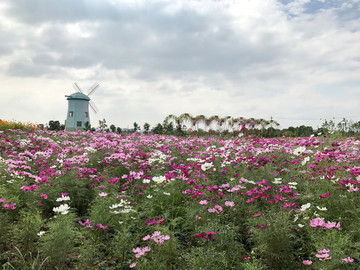 风车花海