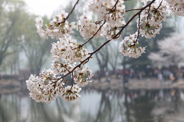 樱花染井吉野