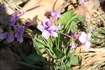 春季野花