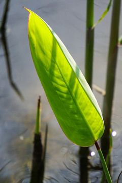 水草