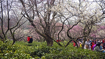 南京梅花山