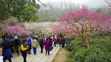 南京梅花山