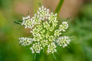 芫荽花