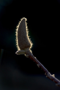 玉兰花蕾