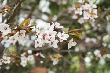 紫叶李开花