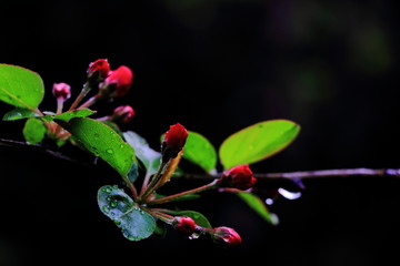 黑背景花蕾