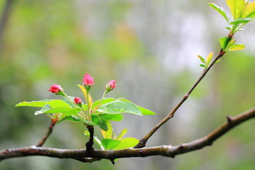 杜鹃花花蕾