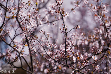 樱花树