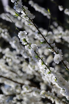 白色桃花