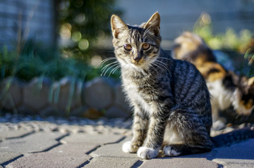 猫咪猫星人小猫咪