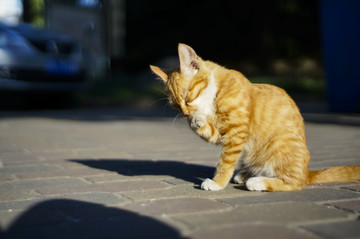 猫咪猫星人小猫咪