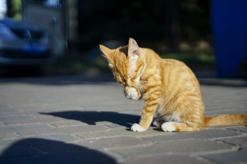 猫咪猫星人小猫咪