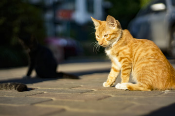 猫咪猫星人小猫咪