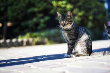 猫咪猫星人小猫咪