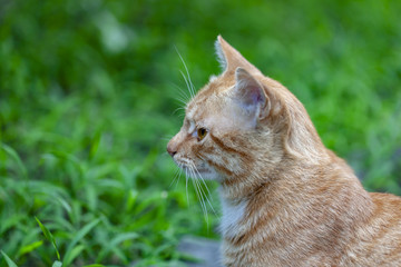 猫咪猫星人小猫咪