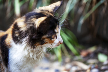 猫咪猫星人小猫咪