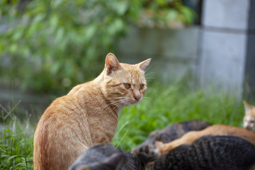 猫咪猫星人小猫咪