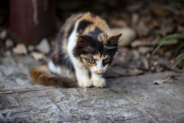 猫咪猫星人小猫咪