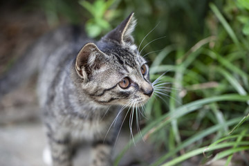 猫咪猫星人小猫咪