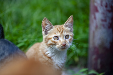 猫咪猫星人小猫咪