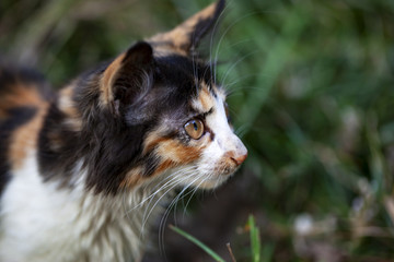 猫咪猫星人小猫咪