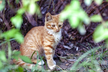 猫咪小黄猫