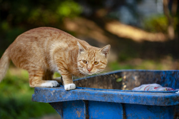 跳上垃圾桶的大猫