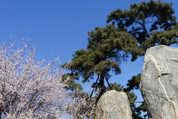 巨石松树