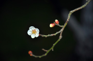 白梅花