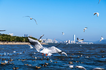 深圳湾海鸥海景