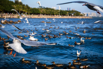 深圳湾海鸥海景