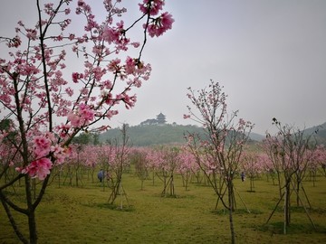 淡雅美丽的缤纷樱花