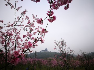 淡雅美丽的缤纷樱花