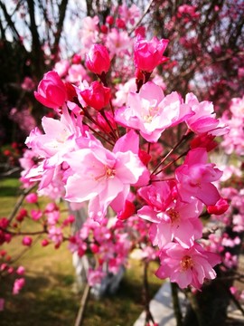 美丽的樱花繁花似锦