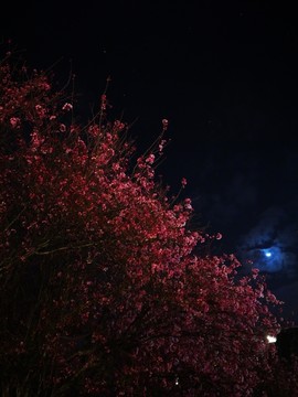 夜色下的樱花