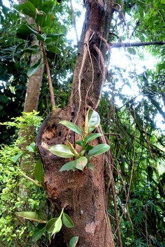热带雨林树木